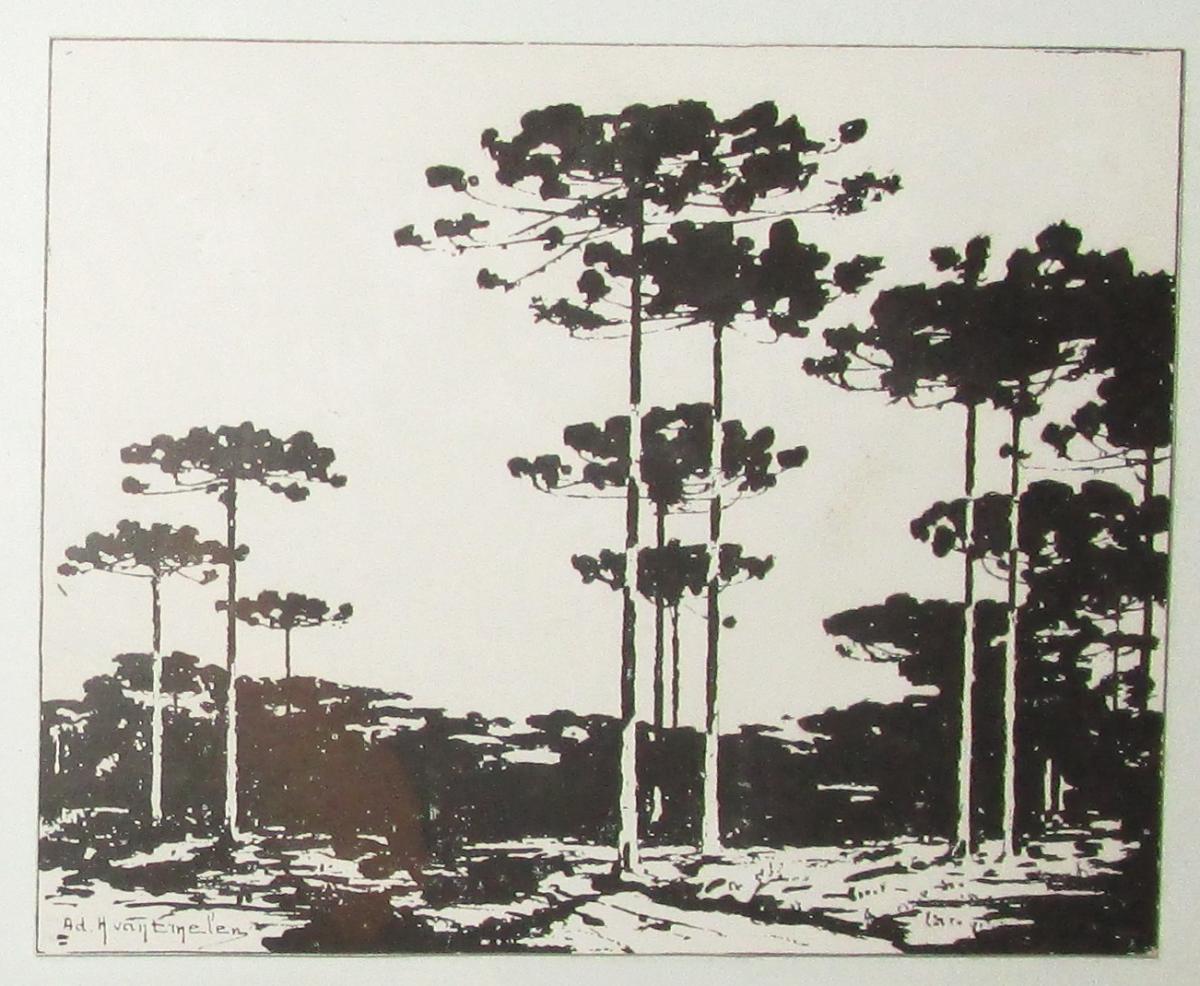 Van Emelen Araucarias